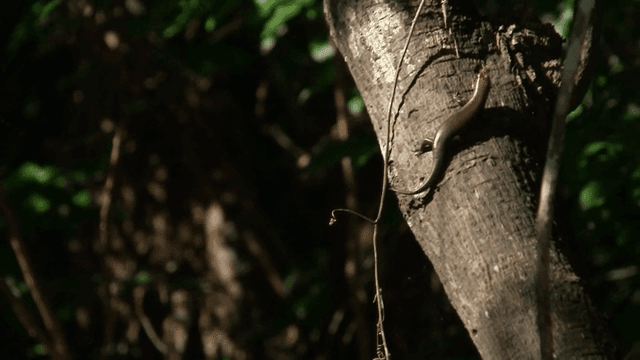 숲속 나무를 오르는 도마뱀