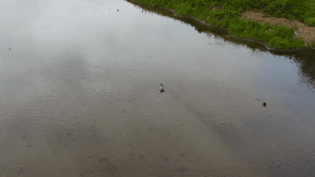 오리가 헤엄치는 고요한 강