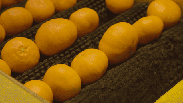 Tangerines rolling on factory conveyor belt