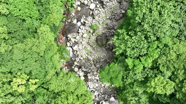 바위가 많은 개울이 있는 푸른 숲