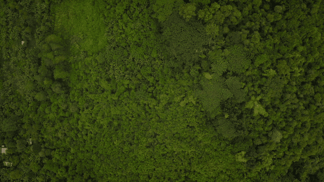 Dense green forest canopy from above