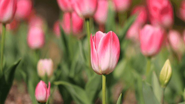정원에서 피어나는 분홍 튤립