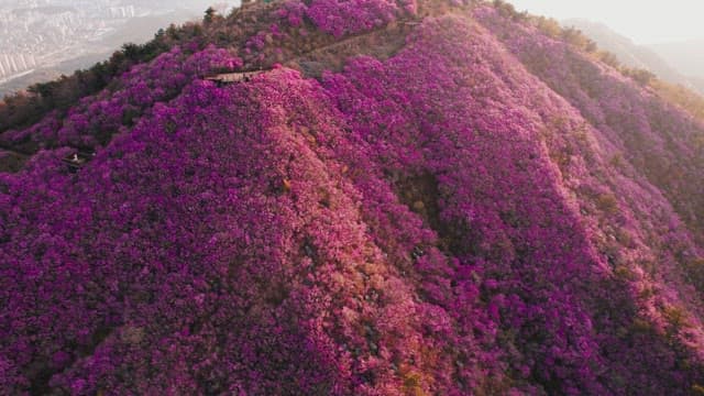 Cheonjusan Mountain with Blooming Pink Azalea Flowers