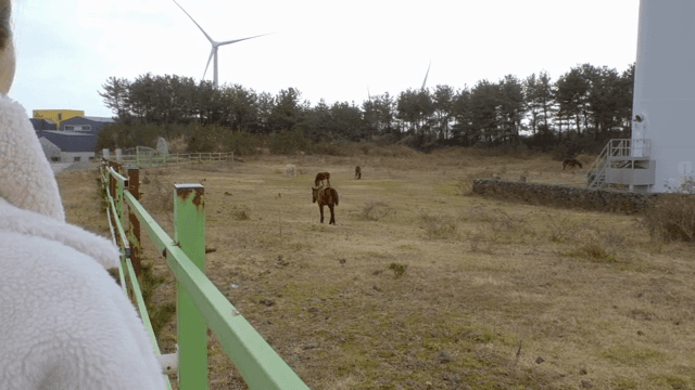 들판에서 말을 관찰하는 사람