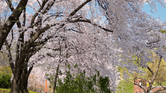 봄에 만개한 벚꽃