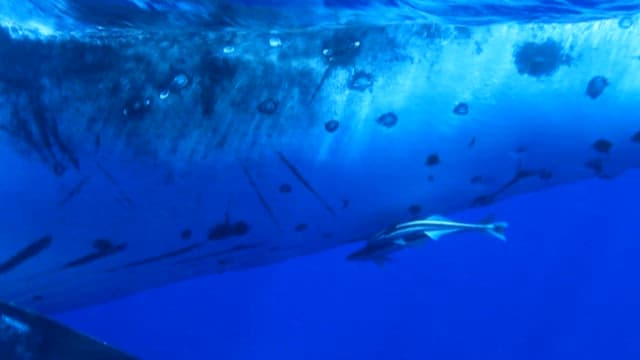 고래에 붙어있는 물고기들