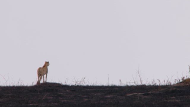 그을린 땅을 누비는 치타