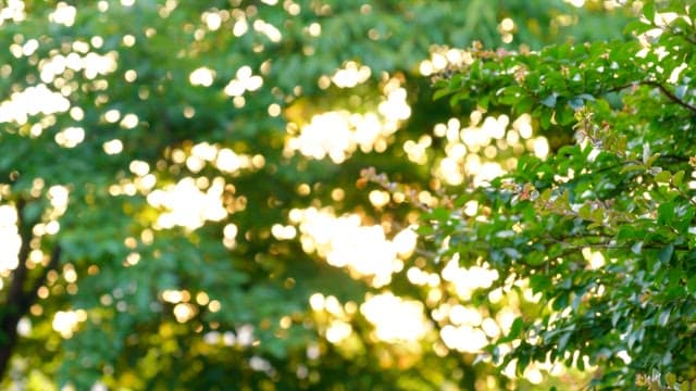 Sunlight filtering through the dense green trees in a serene forest