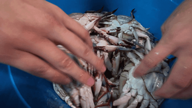 Hands handling crabs in a blue container