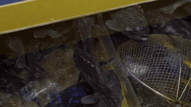 그물과 함께 수조에서 헤엄치는 물고기