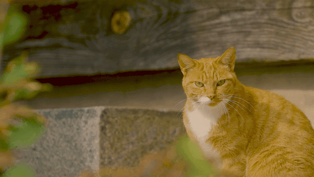 Ginger cat sitting by a stone wall