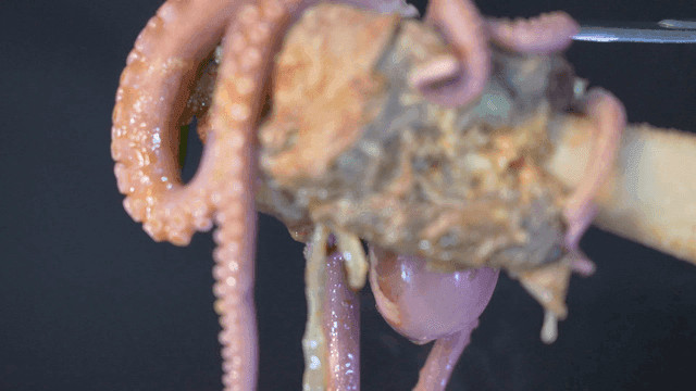 Tongs lifting live octopus and short rib hot pot