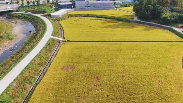 Golden rice fields with a nearby stream