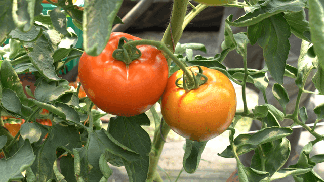 ripe tomatoes on a vine in a greenhouse