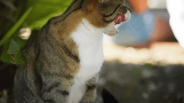 Cat grooming itself in shade