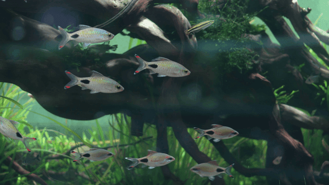 Colorful school of fish swimming in aquarium