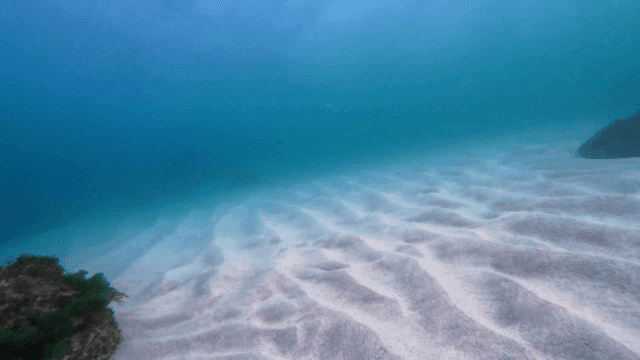 Underwater seaweed with rocks and sand
