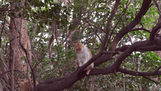 숲속 나뭇가지에 앉아 있는 고양이