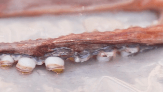 젖은 표면 위의 신선한 문어 다리