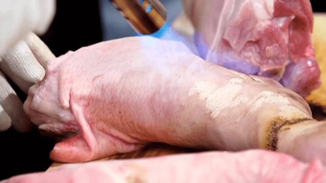 Torching pork skin for preparation