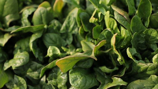 텃밭에서 자라는 신선한 시금치 잎