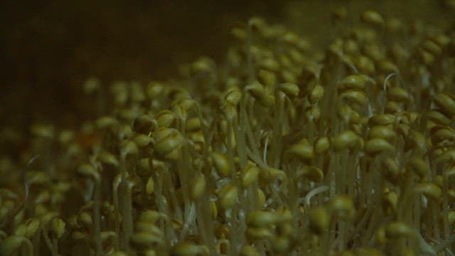 Fresh bean sprouts growing in a dark environment