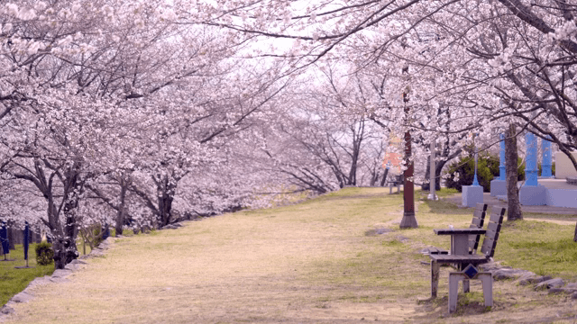 고요한 길을 따라 핀 벚꽃