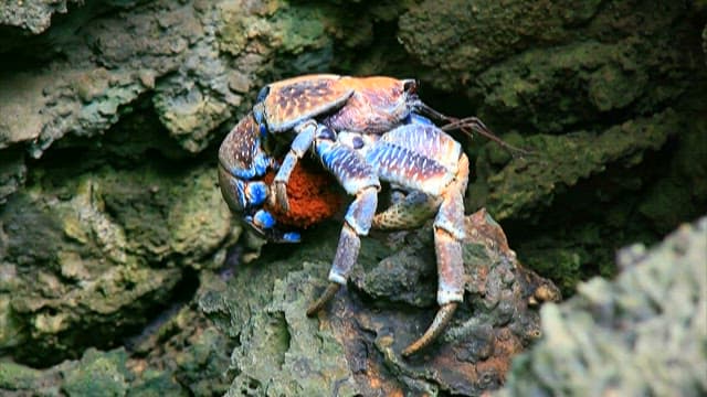 암초에서 알을 품은 화려한 게