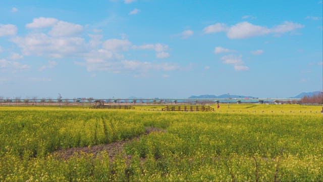Vibrant Rapeseed Field with Distant Mountains