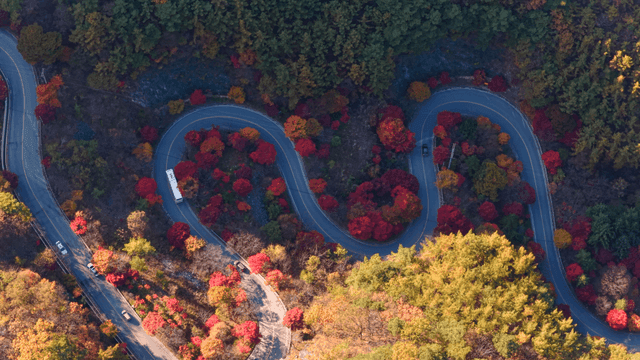 가을 나무 사이로 이어진 비틀린 도로
