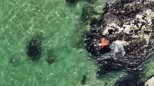 해안 바위에서 해초를 채취하는 사람