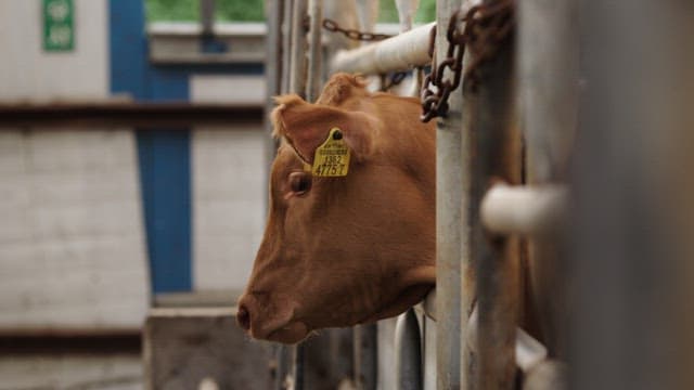 Two Cows inside a Barn Looking Outside