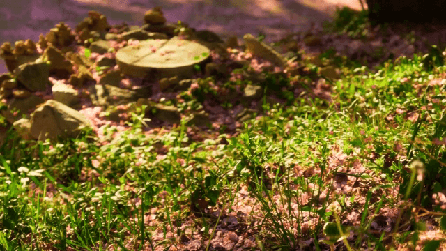 분홍 꽃잎이 있는 햇살 가득한 정원