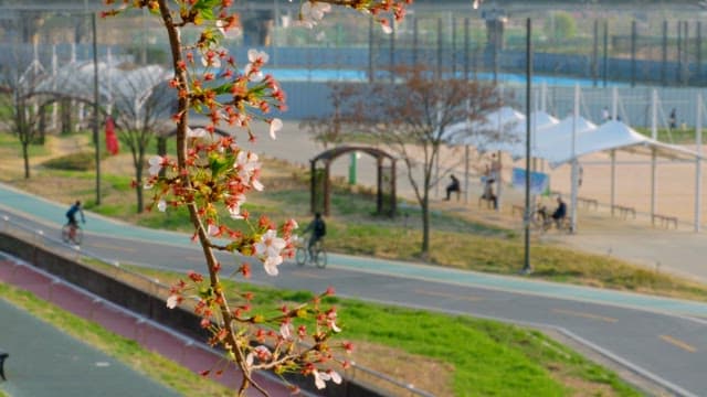 Cherry blossoms by a riverside bike path