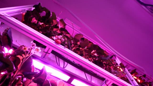 Indoor vertical farm with LED lighting