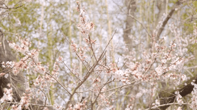 Cherry blossoms blooming on tree branches
