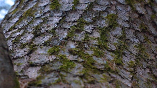 소나무 기둥 껍질의 거친 갈색 표면