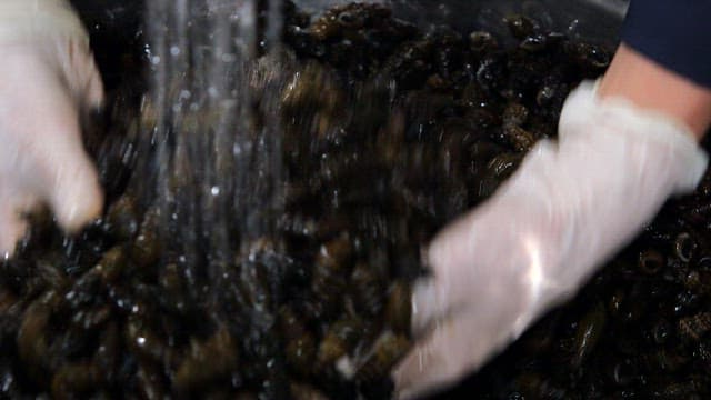 Cleaning fresh marsh snails under running water