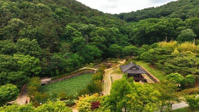 Traditional hanok village surrounded by lush trees