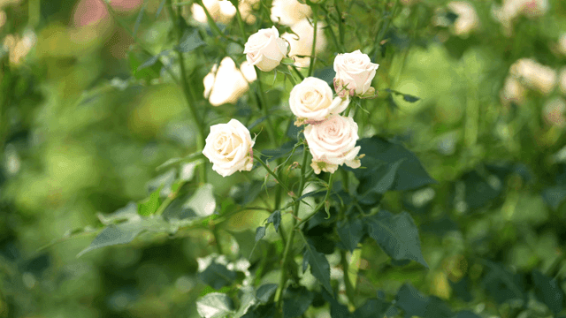 Cluster of fully bloomed white roses