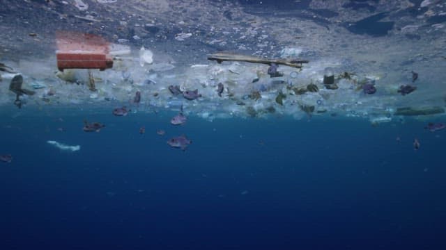 물고기 떼가 있는 바다에 가득 쌓인 쓰레기들