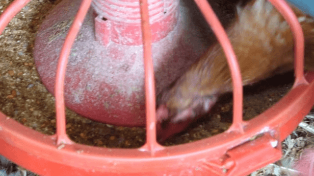 빨간 급여기에서 먹이를 먹는 닭들