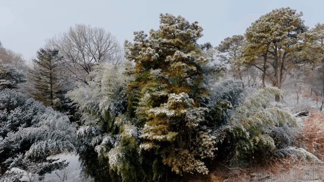 겨울 숲의 눈 덮인 나무들