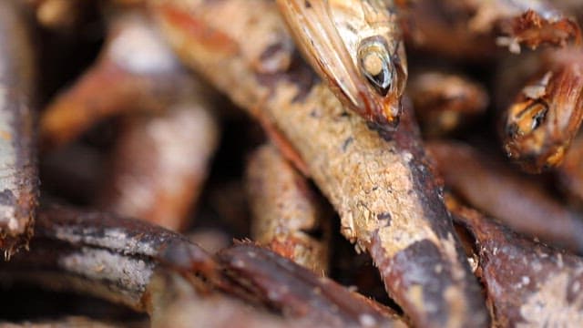 훈연 멸치가 가득 쌓인 모습