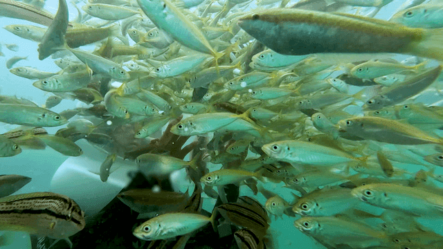 물고기 떼에 둘러싸인 다이버