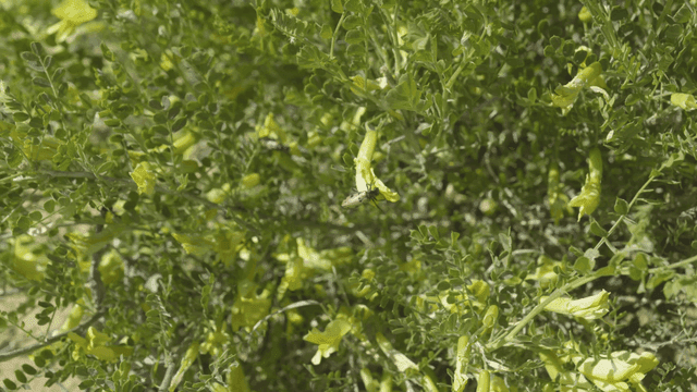 초록 식물 위의 벌레