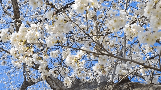 맑은 하늘 아래 핀 벚꽃