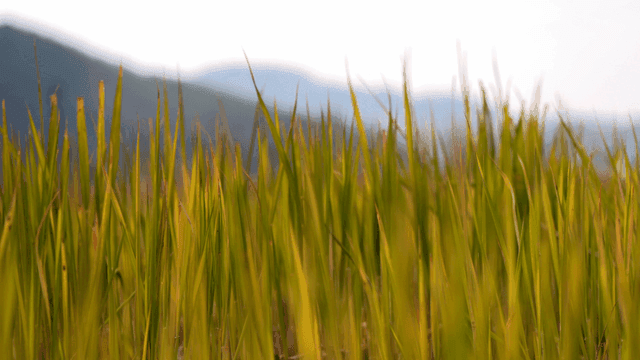 Green rice fields swaying in wind