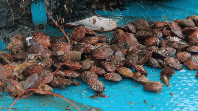 Freshly caught shellfish on a boat deck