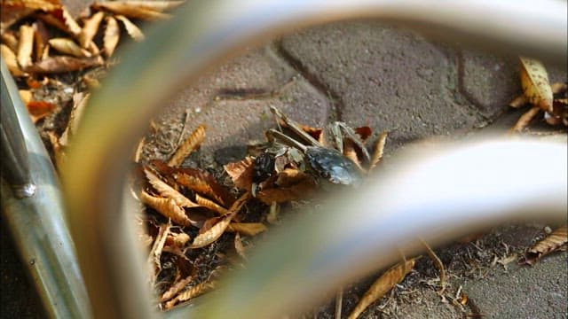 가을 잎사귀 사이에 있는 게